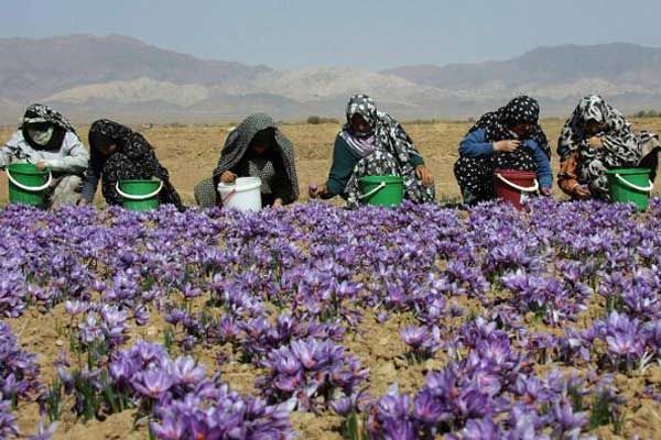 How is Saffron Cultivated
