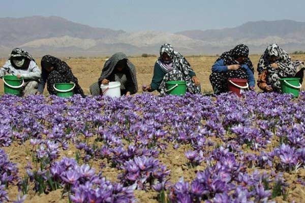 How is Saffron Cultivated?