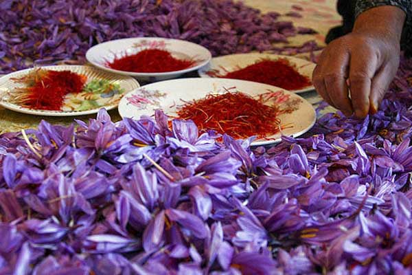 The Origin of Saffron